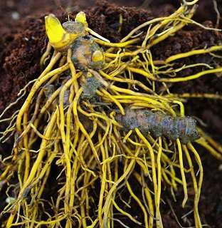 Goldenseal Root: Antibiotic