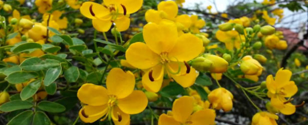 What is Senna Cassia Acutifolia?